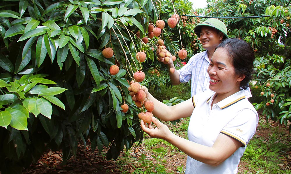 Mùa quả ngọt